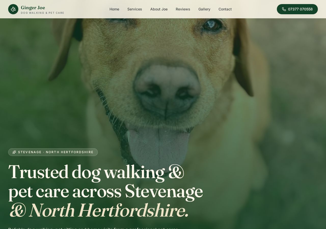 Ginger Joe Dog Walking website preview